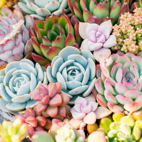 plantas