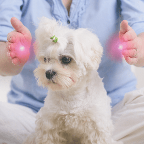 reiki para mascotas